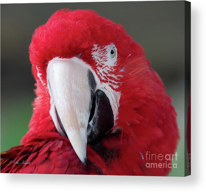 Birds Acrylic Print featuring the photograph My better side by Sue Karski