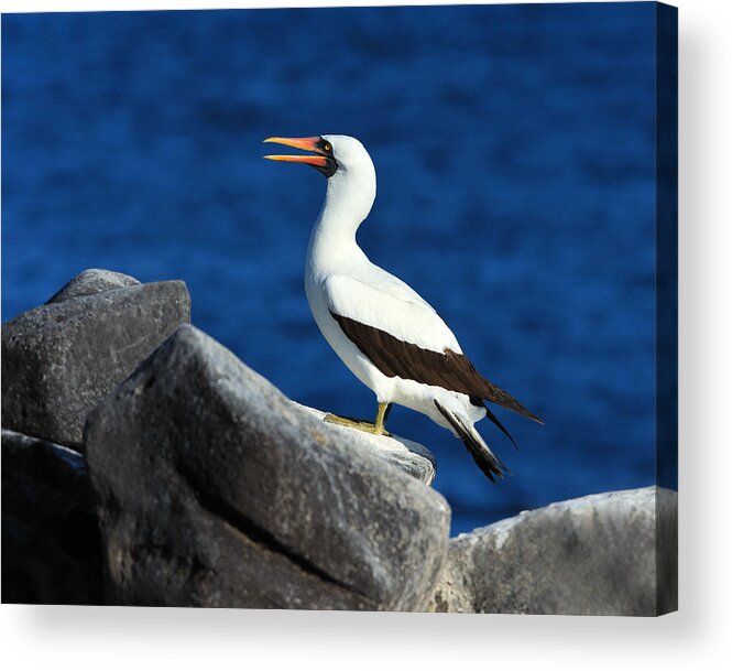 Nazca Booby Acrylic Print featuring the photograph Nazca Booby by Tony Beck