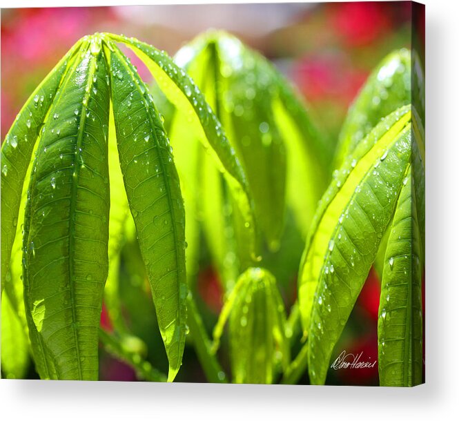 Leaves Acrylic Print featuring the photograph New Leaves on the Money Tree by Diana Haronis