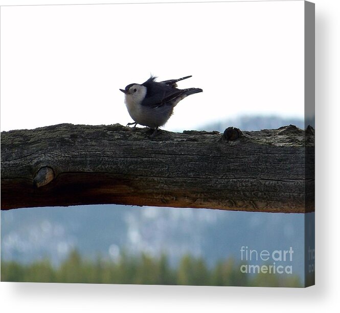 Nuthatch Acrylic Print featuring the photograph Nuthatch by Dorrene BrownButterfield