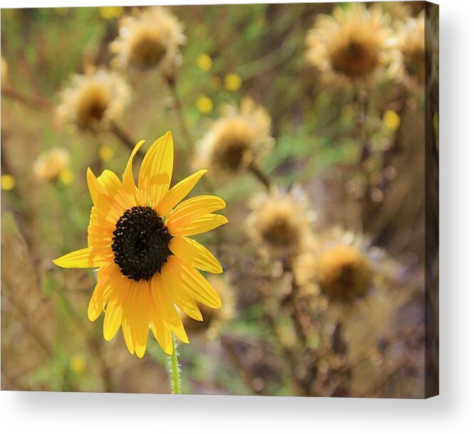 Sunflower Acrylic Print featuring the photograph Old and New by Elizabeth Budd
