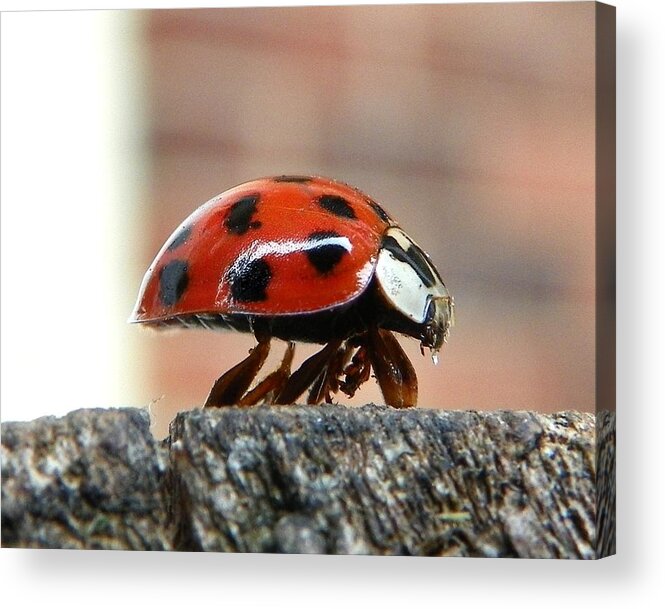Ladybug Acrylic Print featuring the photograph On The Edge Of Eternity by Chad and Stacey Hall