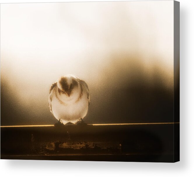 Birds Acrylic Print featuring the photograph On Winters Edge by Sue Capuano