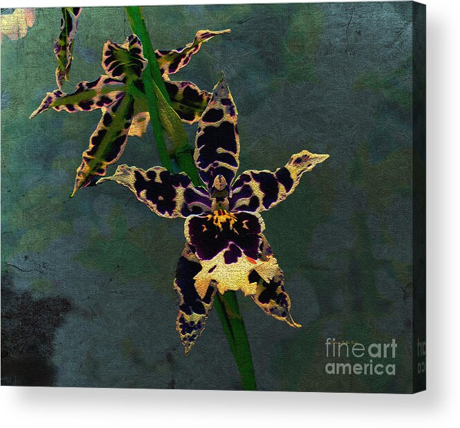 Mixed Media Acrylic Print featuring the painting Orchid Study II by Patricia Griffin Brett