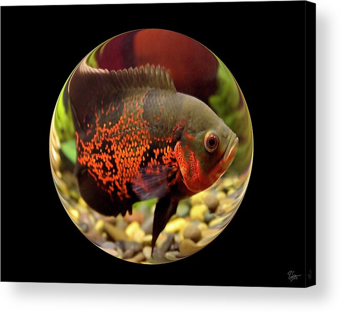 Endre Acrylic Print featuring the photograph Oscar In A Bubble by Endre Balogh