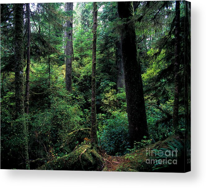 Pacific Rim National Park Acrylic Print featuring the photograph Pacific Rim National Park 4 by Terry Elniski