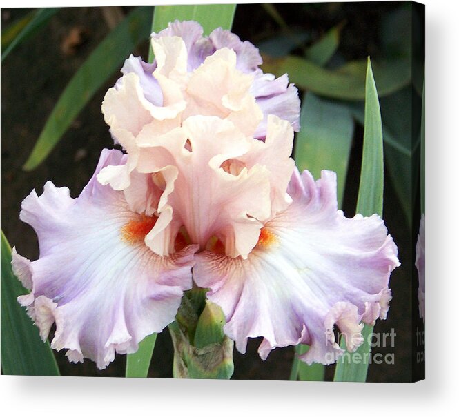 Iris Acrylic Print featuring the photograph Pastel Variations by Dorrene BrownButterfield