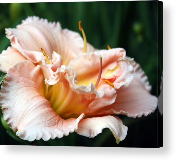 Daylily Acrylic Print featuring the photograph Peach Magnolia Love Affair by Penny Hunt