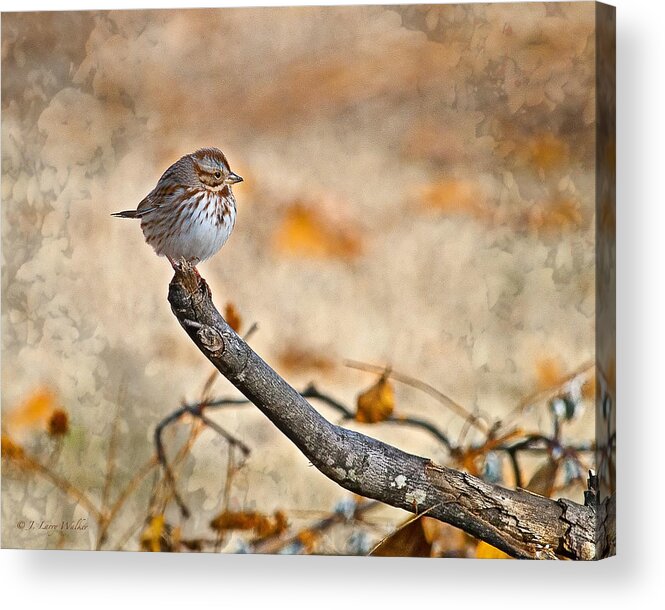 J Larry Walker Acrylic Print featuring the digital art Perched High - Baby Sparrow by J Larry Walker