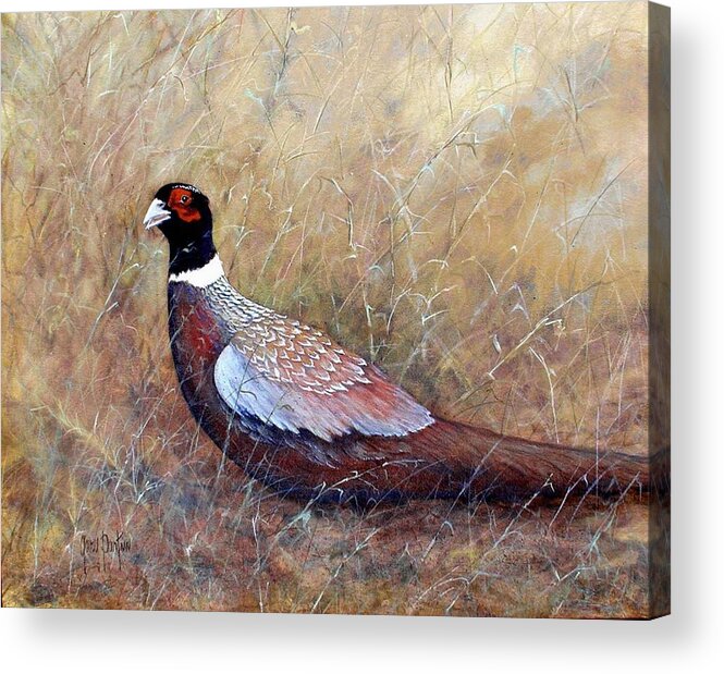 Birds Acrylic Print featuring the painting Pheasant in the Grass by Gary Partin