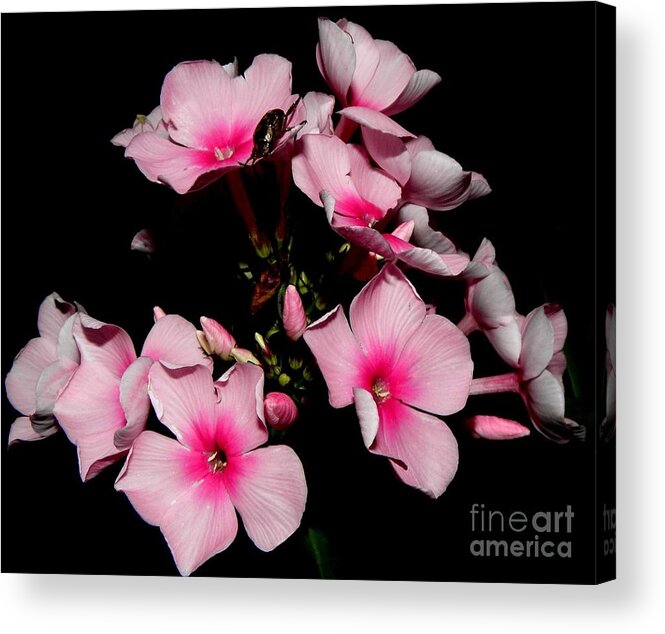 Pink Acrylic Print featuring the photograph Pinks by Kim Galluzzo