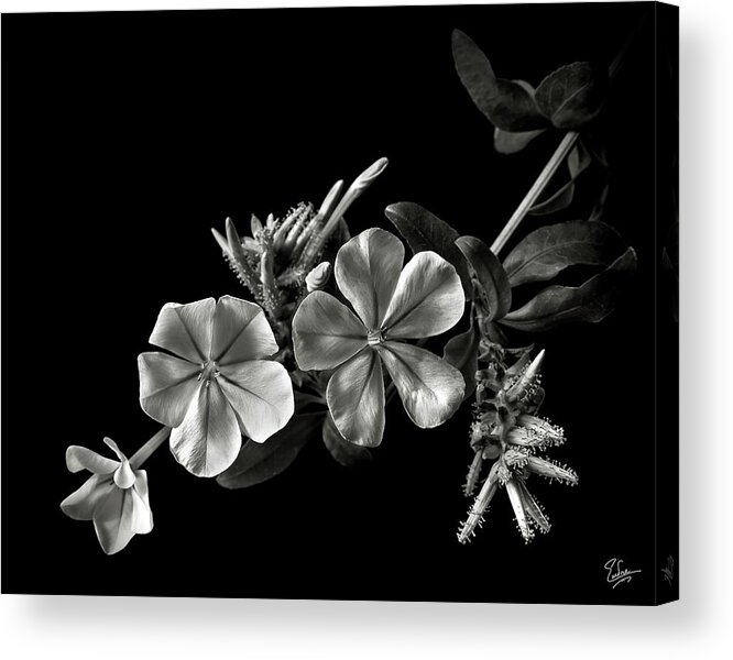Flower Acrylic Print featuring the photograph Plumbago in Black and White by Endre Balogh