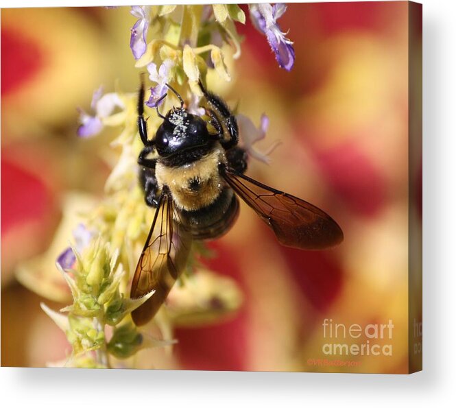 Bee Acrylic Print featuring the photograph Psychedelic Sting by Veronica Batterson