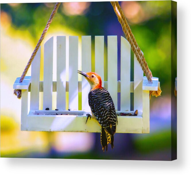 Red-bellied Woodpecker Acrylic Print featuring the photograph Red-Belly Comes For Lunch by Bill and Linda Tiepelman