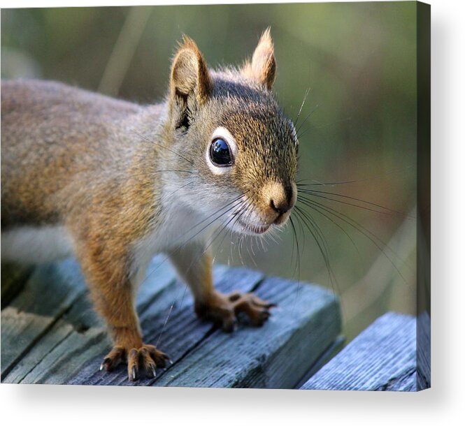 Red Squirrel Acrylic Print featuring the photograph Red by David Pickett