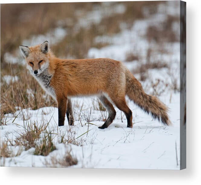 Red Acrylic Print featuring the photograph Red Fox by Craig Leaper