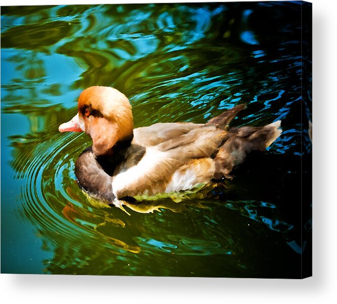 Ducks Acrylic Print featuring the digital art Red Head Duck by Mickey Clausen