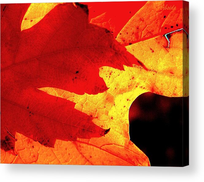 Leaves Acrylic Print featuring the photograph Red On Gold by Chris Berry