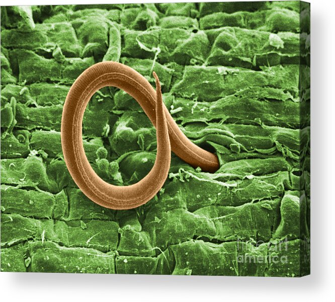 Zoology Acrylic Print featuring the photograph Root Knot Nematode Sem by Science Source