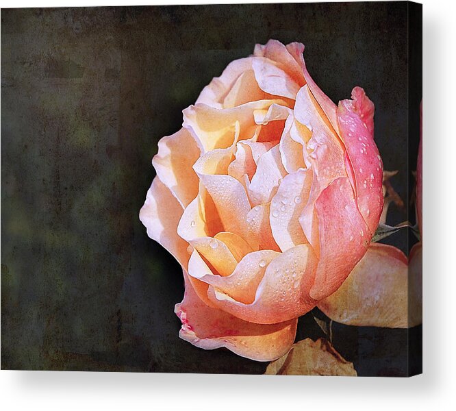 Rose Acrylic Print featuring the photograph Rose with Dewdrops by Marion McCristall
