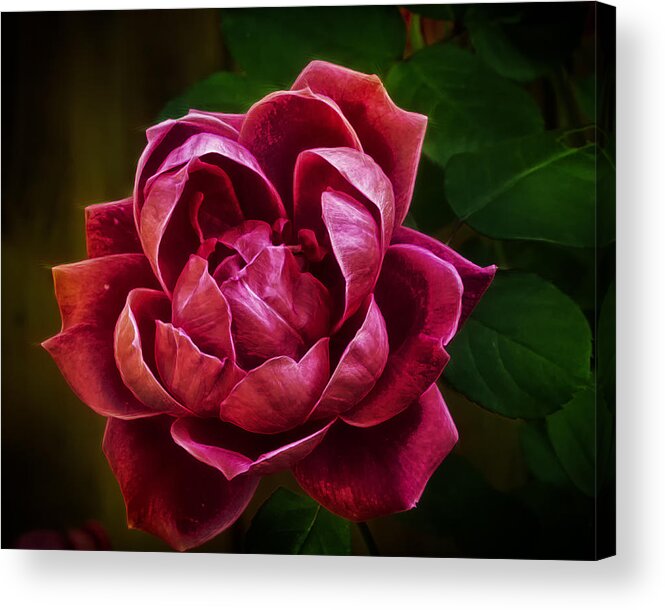 Rose Acrylic Print featuring the photograph Rosy Pink by Bill and Linda Tiepelman