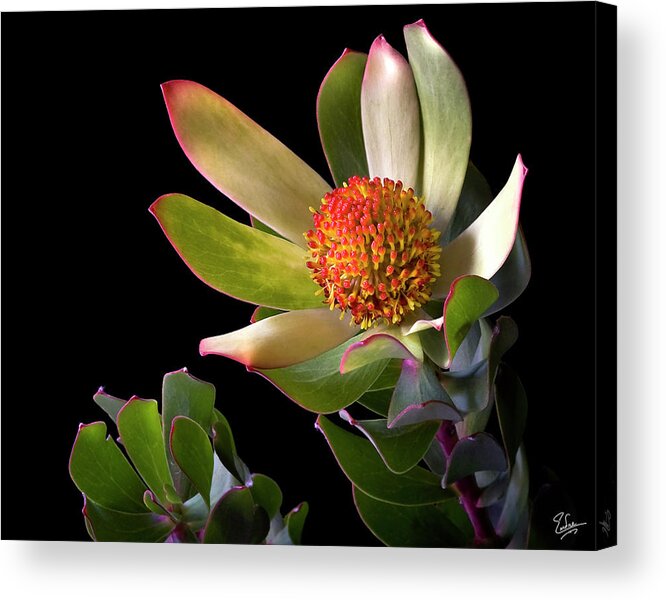 Flower Acrylic Print featuring the photograph Safari Sunset by Endre Balogh