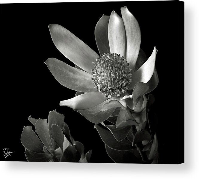 Flower Acrylic Print featuring the photograph Safari Sunset in Black and White by Endre Balogh