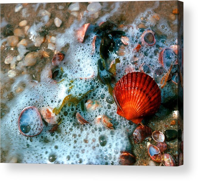 Nature Acrylic Print featuring the photograph Scallop and Seaweed 11C by Gerry Gantt