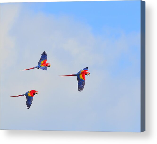 Scarlet Macaw Acrylic Print featuring the photograph Scarlet Macaws by Tony Beck