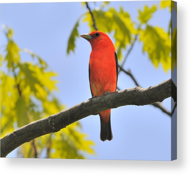 Scarlet Tanager Acrylic Print featuring the photograph Scarlet Tanager by Tony Beck
