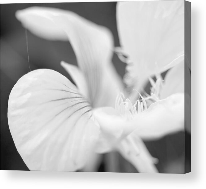 Macro Acrylic Print featuring the photograph Secret Life by Margaret Pitcher