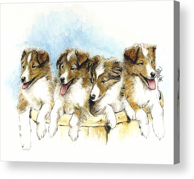 Dog Art Acrylic Print featuring the painting Sheltie Pups by Patrice Clarkson