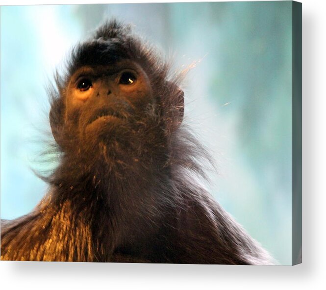 Silvered Langur Acrylic Print featuring the photograph Silvered Langur by Laurel Talabere