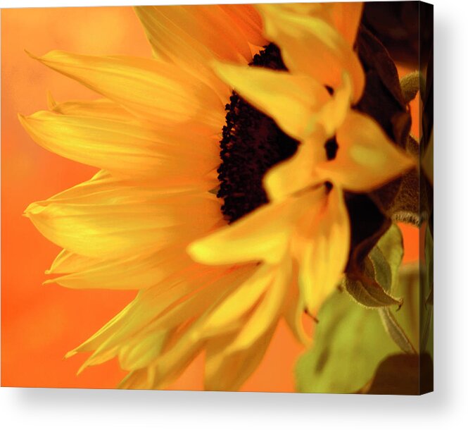 Flowers Acrylic Print featuring the photograph Single Sunflower by James Bethanis