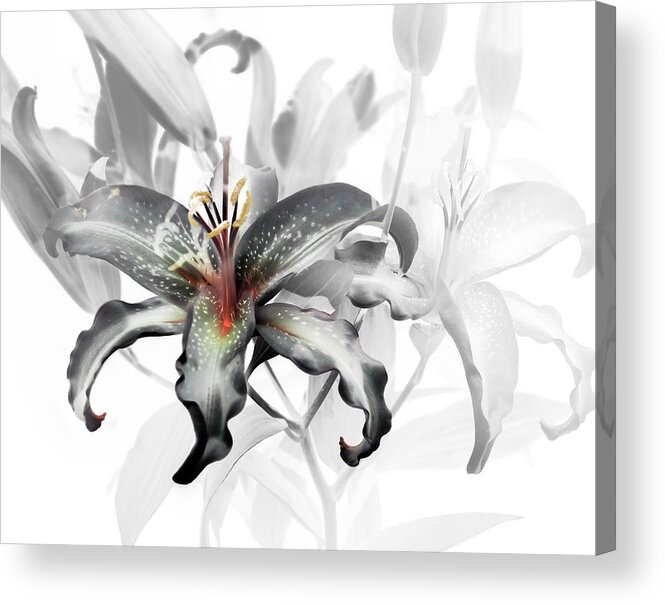 Flowers Acrylic Print featuring the photograph Skip a Light Fandango by Wayne Sherriff