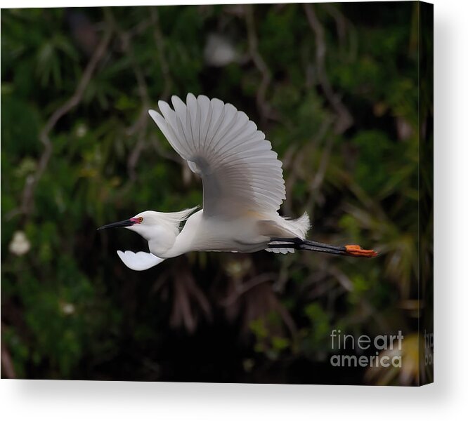 Egret Acrylic Print featuring the photograph Snowy Egret in Flight by Art Whitton