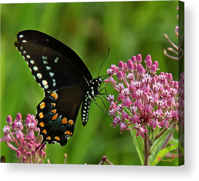 Nature Acrylic Print featuring the photograph Spicebush Swallowtail DIN039 by Gerry Gantt