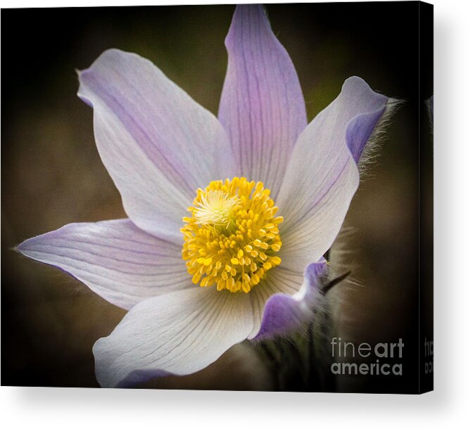 Anemone Patens Acrylic Print featuring the photograph Spring Gem by Katie LaSalle-Lowery