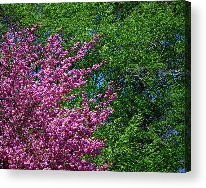 Seasons Acrylic Print featuring the photograph Springtime by Lisa Phillips