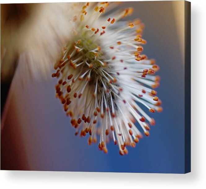 Pussy Willow Acrylic Print featuring the photograph Starburst by Sue Capuano