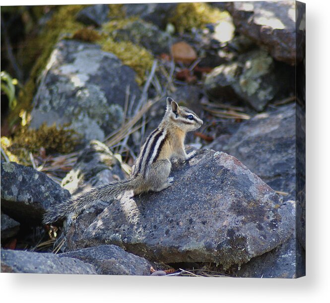 Chipmunks Acrylic Print featuring the photograph Straight Tailed Chipmunk on a Rock by Ben Upham III