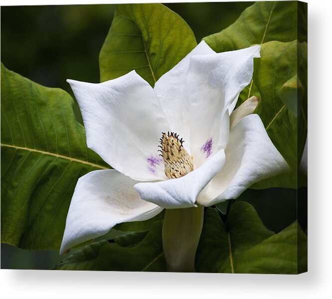 Flower Acrylic Print featuring the photograph Summer Elegance by Marion McCristall