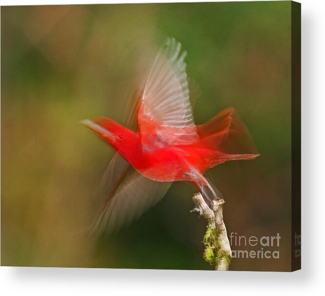 Animal Acrylic Print featuring the photograph Summer Tanager by Jean-Luc Baron