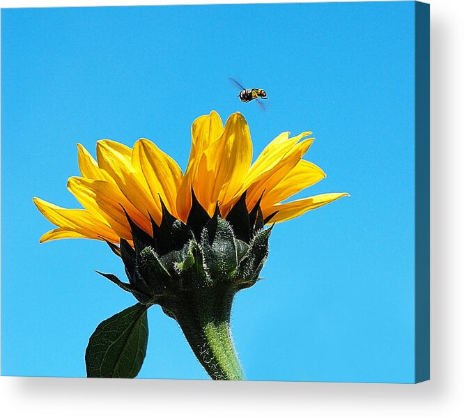 Flowers Acrylic Print featuring the photograph Sunflower and Bee by Marion McCristall