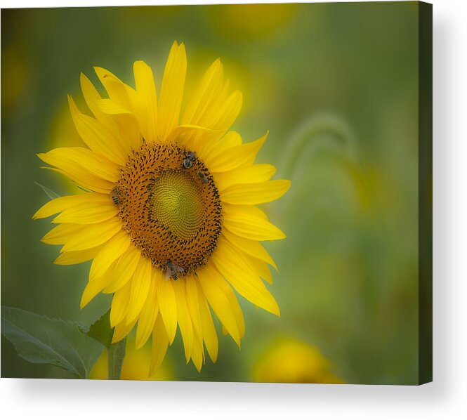 Sunflower Acrylic Print featuring the photograph Sunflower by Rick Hartigan