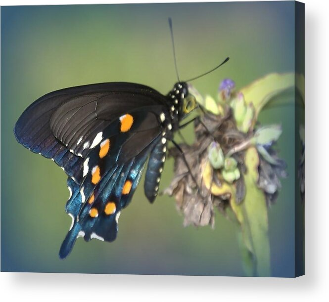 Butterfly Acrylic Print featuring the photograph Swallowtail 1 by Judy Hall-Folde