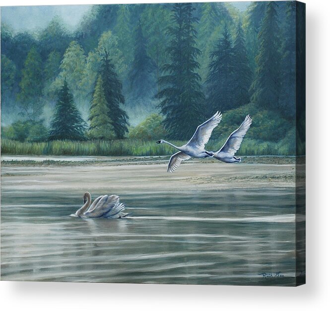Swans Acrylic Print featuring the painting Swans on Carter Lake by Ruth Gee