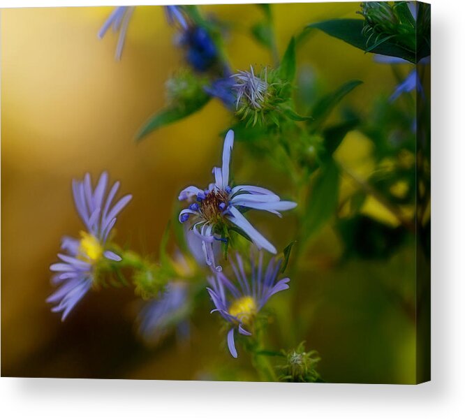 Asters Acrylic Print featuring the photograph Tangled Up In Blue by Sue Capuano