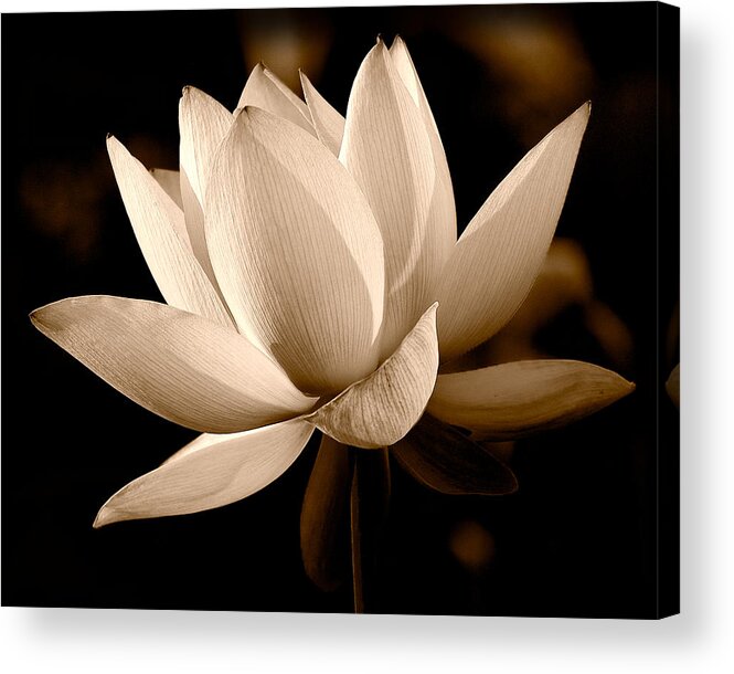 Black & White Acrylic Print featuring the photograph The Dragon Lily by Dennis Dame