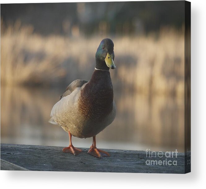 Duck Acrylic Print featuring the painting The Duck by Heather Hennick